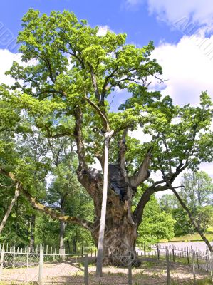 oldies oak