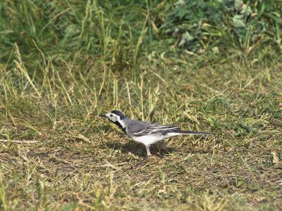 wagtail