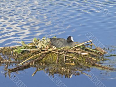 coot on the nest
