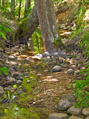 forest stream