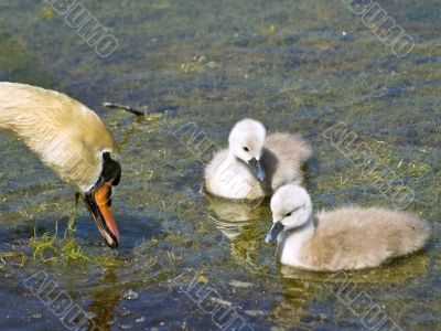 little swans