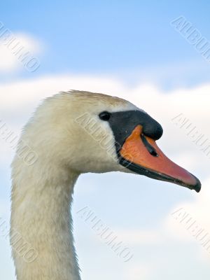 swan portrait