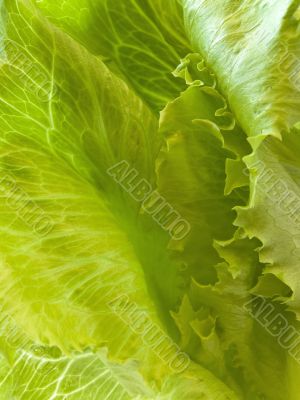 green salad