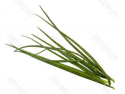 bunch-onion