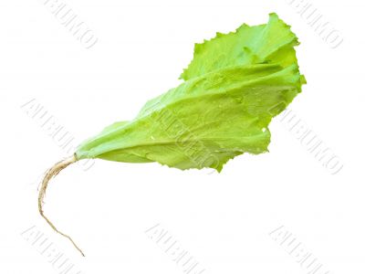 green salad