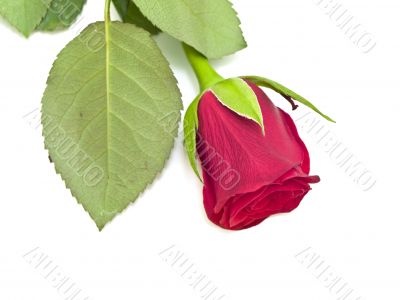 rose