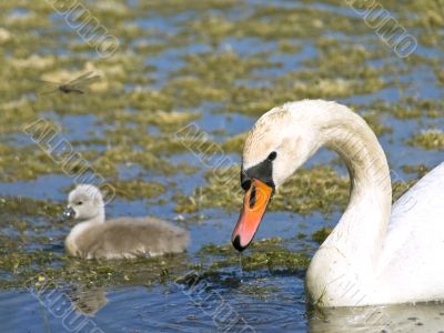 swans