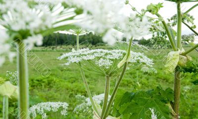 beauty garden