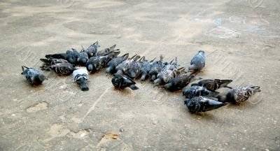 Group of pigeons pecking seeds from the ground