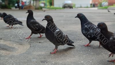 Group of pigeons