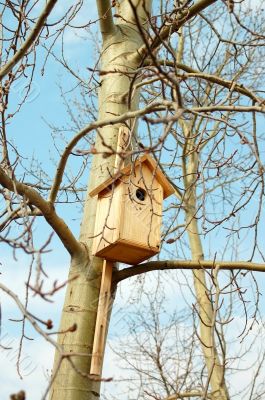 starling bird house