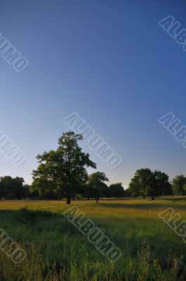 oak grove