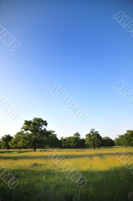 oak grove