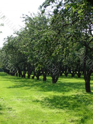 The big apple garden