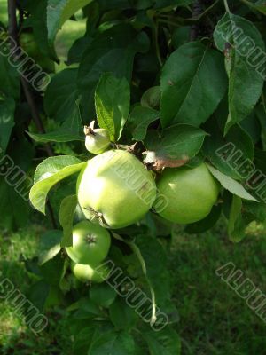 Apple branch