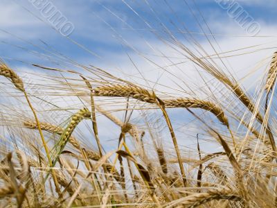 Wheat