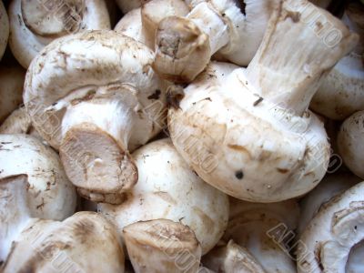 Mushrooms: agaric or field mushroom