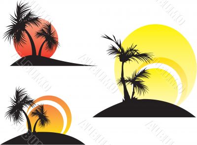 palm trees on a sunset