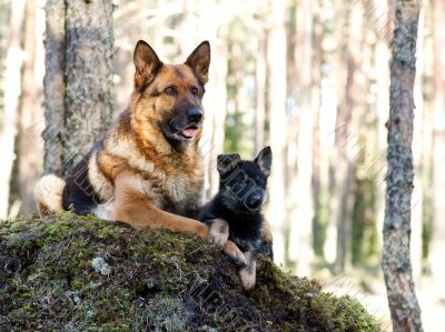 Two Dods