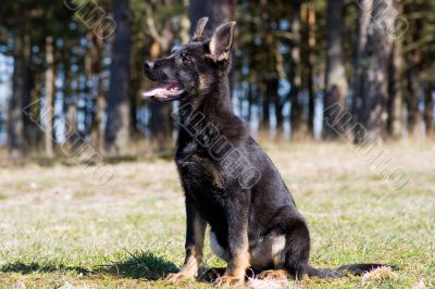 young black Germany sheep-dog sitting on the grass
