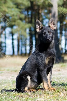 Germany young black sheep-dog  sitting on the grass