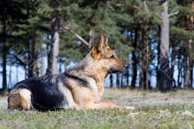Germany Sheep-dog