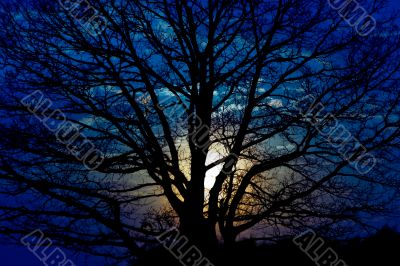 Silhouette of a tree on a background of the night sky