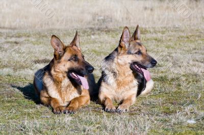 Tree Germany sheep-dogs