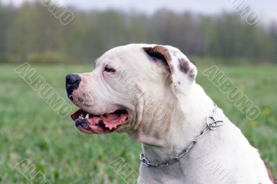 American bulldog portrait