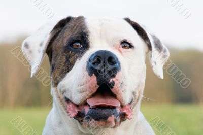 American bulldog portrait