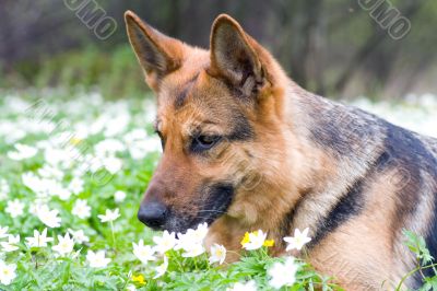 Germany sheep-dog laying in garden with white spring flowers