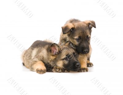 two sweet Germany sheep-dog puppies isolated on white background