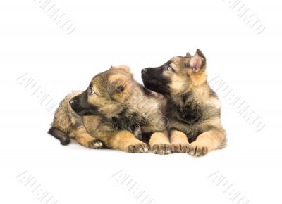 two sweet Germany sheep-dog puppies isolated on white background