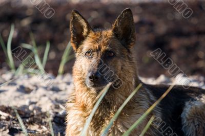 The wet sheep-dog