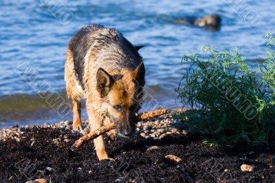 The wet sheep-dog with a stick in a mouth