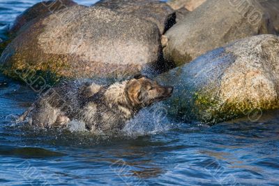 Wet dog shaking off to sea water