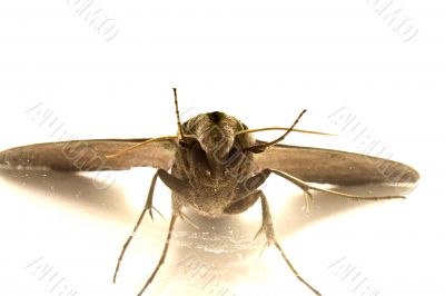 Moth in Detail