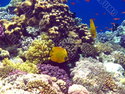 Coral reef in Red sea
