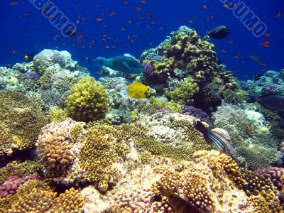 Tropical coral reef in Red sea