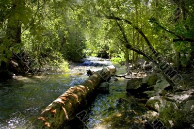 Mountain Stream