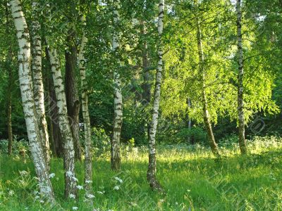 birch grove