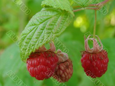 raspberries