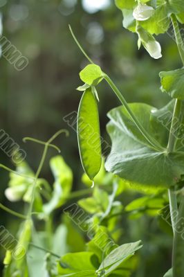 peas vine