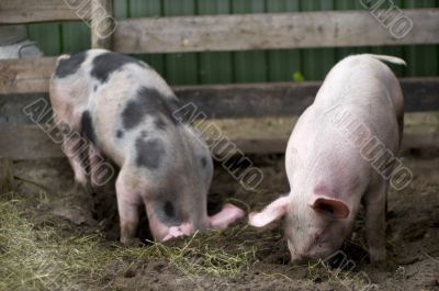 Natural pigs