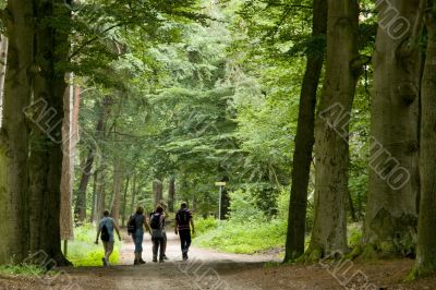 walking in the forest