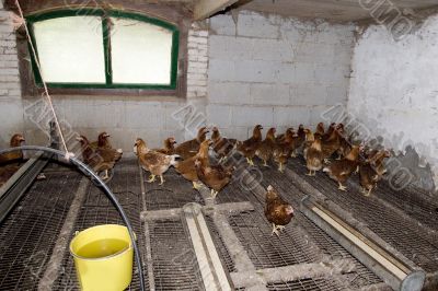 chickens in the stable