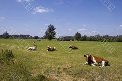 Dutch landscape