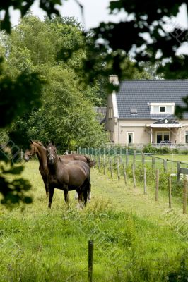 horses in the garden