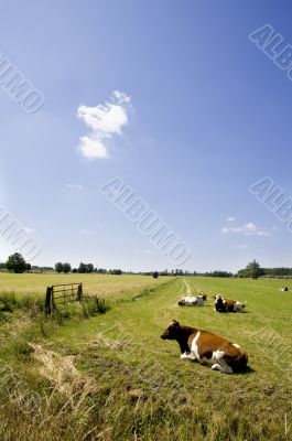Dutch landscape