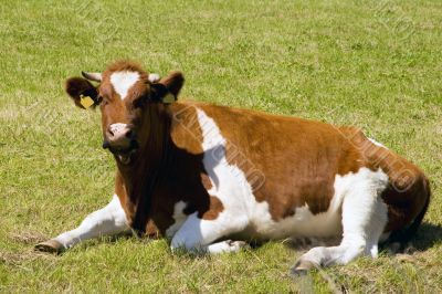 cow